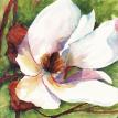 Magnolia/Tulip Tree blossom