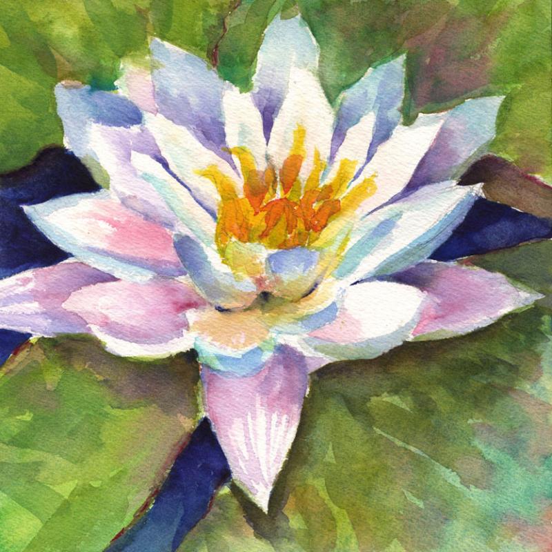 Day 52 Waterlily