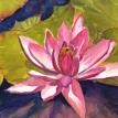Day 53 - Pink Waterlily